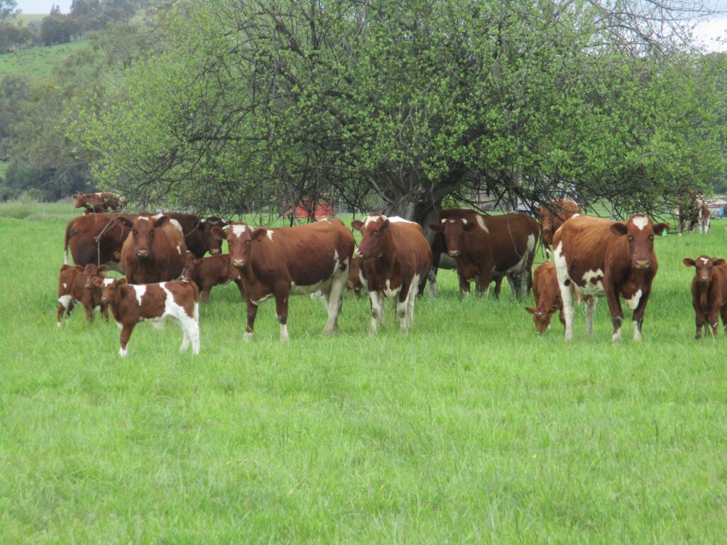 Cattle on Terry's Farm